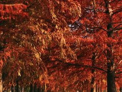 -上海海湾国家森林公园