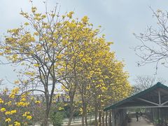 -天适樱花悠乐园