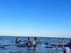 -巧克力渔家.小船海鲜胶东菜(万平口店)