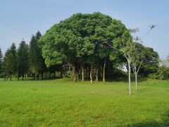 -福建鲤鱼洲酒店