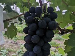 -马陆小张葡萄园农家乐