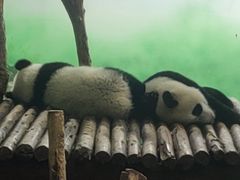 -红星兔丁(东风大桥店)