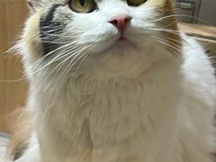 -屋虎猫馆(宝安大仟里店)