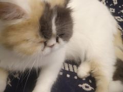 -平行世界·猫咖(首经贸店)