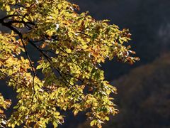 -青峰峡国家森林公园