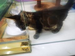 -糯米喵星人总部直营旗舰店·猫舍·幼猫出售