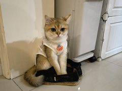 -爱侣宠医·鹦鹉专科·小型哺乳类·异宠专科(灵石路店)