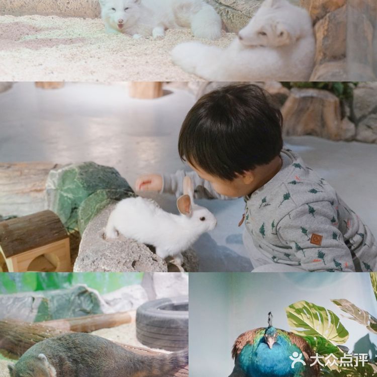 太美了叭🌸帝都首家室内亲子动物园🔥🐑