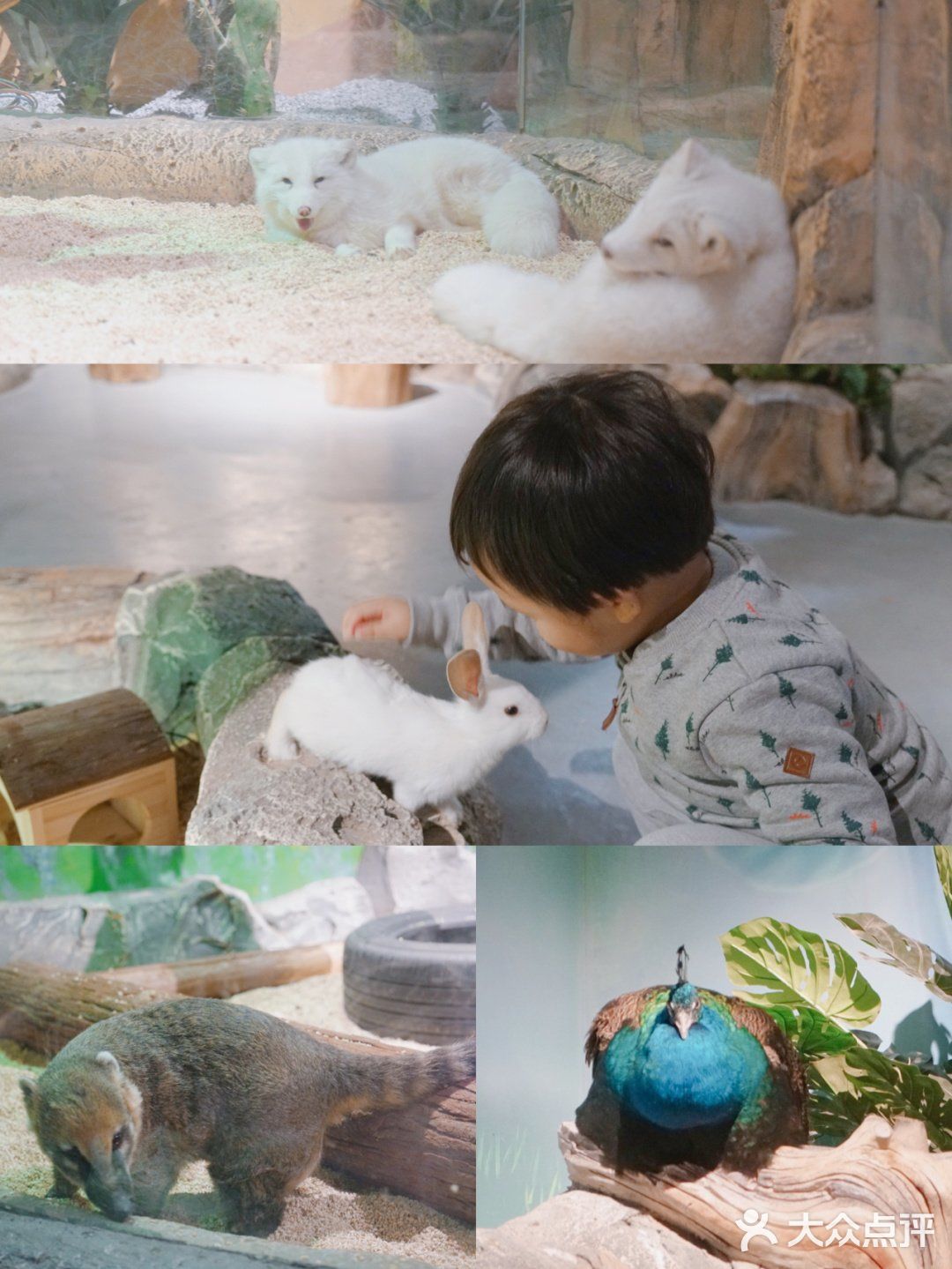 太美了叭🌸帝都首家室内亲子动物园🔥🐑
