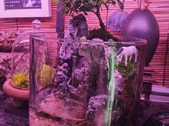 -武汉花鸟市场