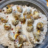 北京！！这家一星期吃三次也不够！