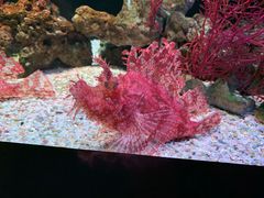 -暹罗海洋世界