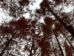 -白鹭湾湿地公园