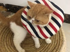 -宠颐生动物医院·猫科·心脏科(海口分院)