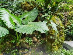 -深圳仙湖植物园