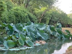-八大山人梅湖景区