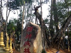 -独树成林