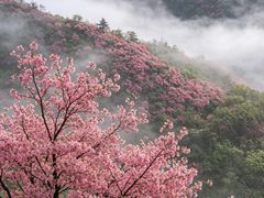 -木兰云雾山