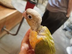 -吉丁鸟咖·异宠·寄养