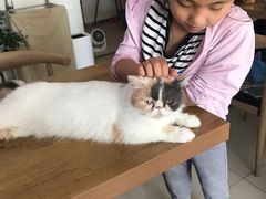 -平行世界·猫咖(首经贸店)