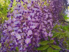 -嘉定紫藤园