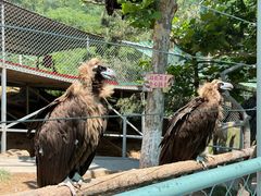 -西霞口神雕山野生动物世界