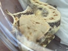 -酷以爬仙阁实体爬宠店·守宫·蜥蜴·专业繁育