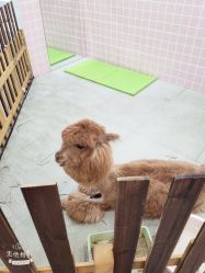 -Moni星球萌宠·小马宝莉·灵蛇·高端高阶全萌宠互动体验俱乐部(红豆国际广场店)