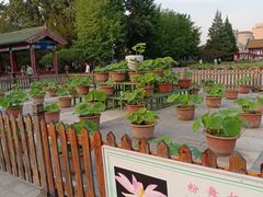 -莲花池公园