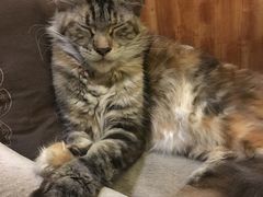 -猫色咖啡·猫咖