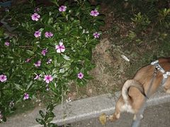 -宠颐生宠物医院·骨外科·犬猫全科诊疗中心(池州店)