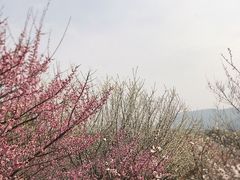 -香雪海