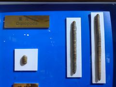 -上海昆虫博物馆