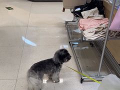 -帕帕拉兹宠物(亚洲旗舰店)