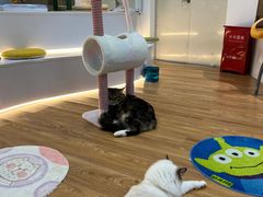 -COLOR PETS 撸猫馆·购猫·猫咖(长风大悦城店)