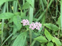 -萍乡武功山风景名胜区
