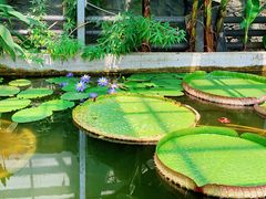 -国家植物园南园