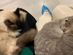 -猫儿山۰猫主题餐厅
