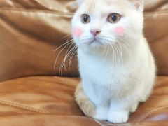 -佐罗家宠物馆·猫文化馆(紫霞路店)
