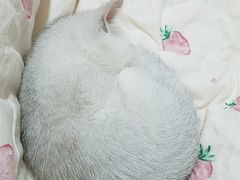 -成都民大动物医院