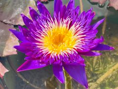 -上海植物园-4号门售票处