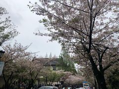 -鸡鸣赐茶(鸡鸣寺路店)