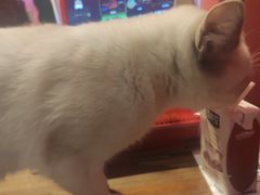 -猫色咖啡·猫咖