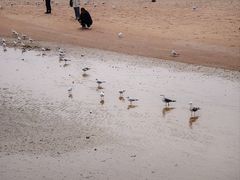 -青岛第一海水浴场