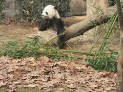 -成都动物园