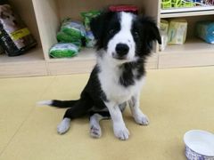 -芭比堂动物医院·犬猫全科·异宠专科(雁塔分院)