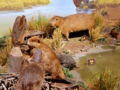 -陕西自然博物馆