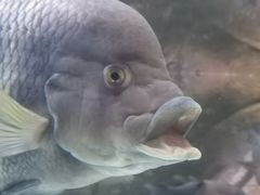 -上海海洋水族馆