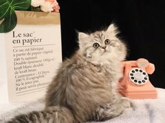 -momokira米努特·德文卷毛猫·棉花面纱犬