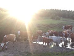 -塞罕坝国家级自然保护区